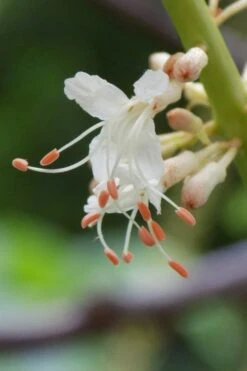Roger's White Bottlebrush Buckeye (Aesculus Parviflora) - 1 Gallon Pot -Cheap US Topiary Plant Store aesculus parviflora serotina rogers white buckeye 7