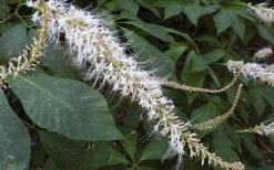 Roger's White Bottlebrush Buckeye (Aesculus Parviflora) - 1 Gallon Pot -Cheap US Topiary Plant Store aesculus parviflora serotina rogers white buckeye 8