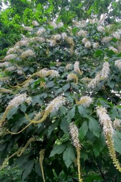 Roger's White Bottlebrush Buckeye (Aesculus Parviflora) - 1 Gallon Pot -Cheap US Topiary Plant Store aesculus parviflora serotina rogers white buckeye 9