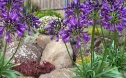 Ever Amethyst Agapanthus (Lily Of The Nile) - 3 Gallon Pot -Cheap US Topiary Plant Store agapanthus ever amethyst lily of the nile 10