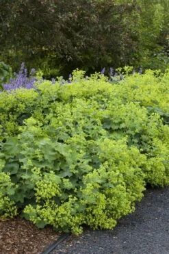 Auslese Lady's Mantle (Alchemilla Mollis) - 1 Gallon Pot 11 Auslese Lady's Mantle (Alchemilla Mollis) - 1 Gallon Pot -Cheap US Topiary Plant Store alchemilla mollis auslese ladys mantle 1