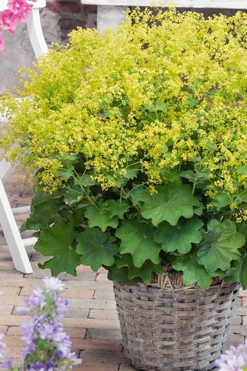 Auslese Lady's Mantle (Alchemilla Mollis) - 1 Gallon Pot 1 Auslese Lady's Mantle (Alchemilla Mollis) - 1 Gallon Pot