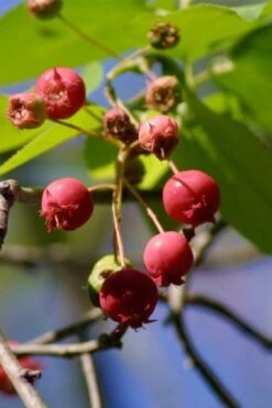 Downy Serviceberry Tree (Amelanchier Arborea) - 1 Gallon Pot -Cheap US Topiary Plant Store amelanchier arborea downy serviceberry berries 1