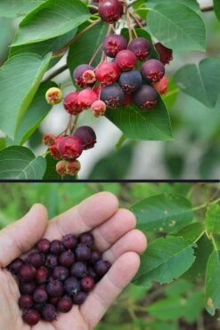 Downy Serviceberry Tree (Amelanchier Arborea) - 1 Gallon Pot -Cheap US Topiary Plant Store amelanchier arborea downy serviceberry berries 3