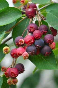 Downy Serviceberry Tree (Amelanchier Arborea) - 1 Gallon Pot