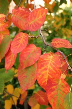 Downy Serviceberry Tree (Amelanchier Arborea) - 1 Gallon Pot -Cheap US Topiary Plant Store amelanchier arborea downy serviceberry fall leaves 1