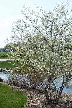 Downy Serviceberry Tree (Amelanchier Arborea) - 1 Gallon Pot -Cheap US Topiary Plant Store amelanchier arborea downy serviceberry tree 2