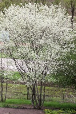 Downy Serviceberry Tree (Amelanchier Arborea) - 1 Gallon Pot -Cheap US Topiary Plant Store amelanchier arborea downy serviceberry tree 3