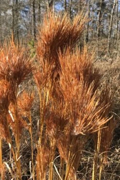 Bushy Bluestem Grass (Andropogon Glomeratus) - 6 Pack Of 1 Gallon Pots -Cheap US Topiary Plant Store andropogon glomeratus bushy bluestem 3