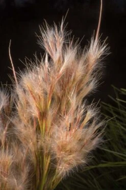 Bushy Bluestem Grass (Andropogon Glomeratus) - 6 Pack Of 1 Gallon Pots -Cheap US Topiary Plant Store andropogon glomeratus bushy bluestem 5