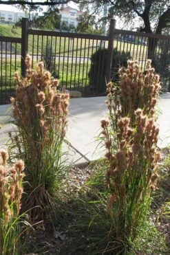 Bushy Bluestem Grass (Andropogon Glomeratus) - 6 Pack Of 1 Gallon Pots -Cheap US Topiary Plant Store andropogon glomeratus bushy bluestem 7