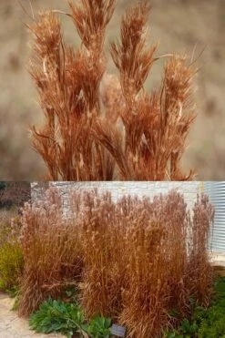 Bushy Bluestem Grass (Andropogon Glomeratus) - 6 Pack Of 1 Gallon Pots -Cheap US Topiary Plant Store andropogon glomeratus bushy bluestem 8