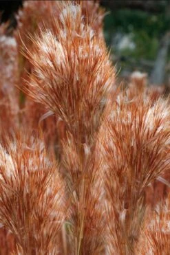 Bushy Bluestem Grass (Andropogon Glomeratus) - 6 Pack Of 1 Gallon Pots