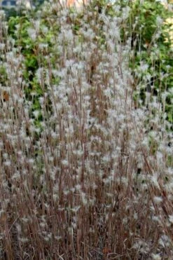 Black Mountain Bluestem Grass (Andropogon Ternarius) - 6 Pack Of 1 Gallon Pots -Cheap US Topiary Plant Store andropogon ternarius black mountain bluestem grass 1 1