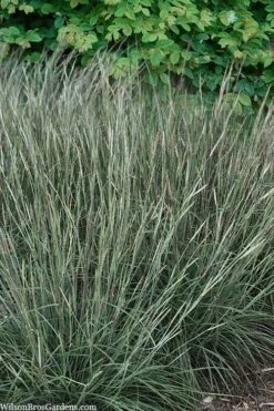Black Mountain Bluestem Grass (Andropogon Ternarius) - 8 Pack Of 1 Gallon Pots -Cheap US Topiary Plant Store andropogon ternarius black mountain bluestem grass 4