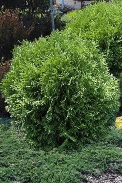 Tom Thumb Dwarf Globe Arborvitae - 1 Gallon Pot -Cheap US Topiary Plant Store arborvitae thom thumb 11