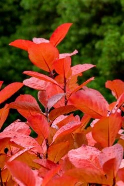 Black Chokeberry Bush (Aronia Melanocarpa ) - 1 Gallon Pot -Cheap US Topiary Plant Store aronia melanocarpa black chokeberry bush 10