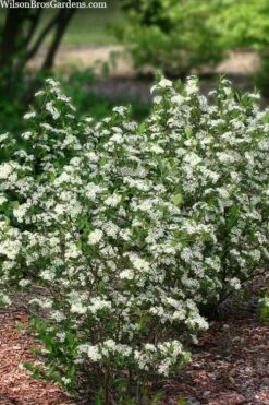 Black Chokeberry Bush (Aronia Melanocarpa ) - 1 Gallon Pot -Cheap US Topiary Plant Store aronia melanocarpa black chokeberry bush 11