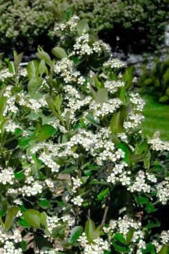 Black Chokeberry Bush (Aronia Melanocarpa ) - 1 Gallon Pot -Cheap US Topiary Plant Store aronia melanocarpa black chokeberry bush 2