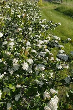 Black Chokeberry Bush (Aronia Melanocarpa ) - 1 Gallon Pot -Cheap US Topiary Plant Store aronia melanocarpa black chokeberry bush 4