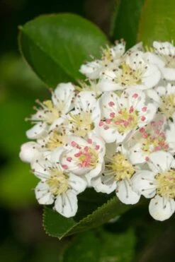 Black Chokeberry Bush (Aronia Melanocarpa ) - 1 Gallon Pot -Cheap US Topiary Plant Store aronia melanocarpa black chokeberry bush 6