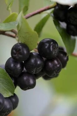 Black Chokeberry Bush (Aronia Melanocarpa ) - 1 Gallon Pot -Cheap US Topiary Plant Store aronia melanocarpa black chokeberry bush 7