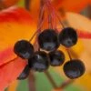Black Chokeberry Bush (Aronia Melanocarpa ) - 1 Gallon Pot