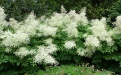 Goat's Beard (Aruncus Dioicus) - 1 Gallon Pot -Cheap US Topiary Plant Store aruncus dioicus goats beard 10