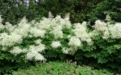 Goat's Beard (Aruncus Dioicus) - 1 Gallon Pot -Cheap US Topiary Plant Store aruncus dioicus goats beard 11
