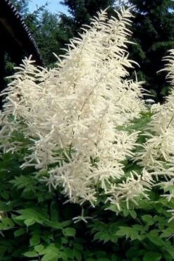 Goat's Beard (Aruncus Dioicus) - 1 Gallon Pot -Cheap US Topiary Plant Store aruncus dioicus goats beard 2