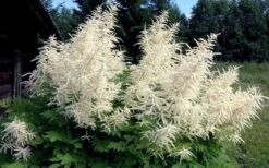 Goat's Beard (Aruncus Dioicus) - 1 Gallon Pot -Cheap US Topiary Plant Store aruncus dioicus goats beard 4