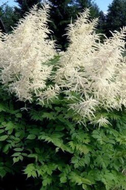Goat's Beard (Aruncus Dioicus) - 1 Gallon Pot -Cheap US Topiary Plant Store aruncus dioicus goats beard 5