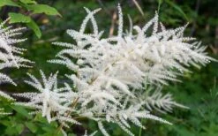Goat's Beard (Aruncus Dioicus) - 1 Gallon Pot -Cheap US Topiary Plant Store aruncus dioicus goats beard 7