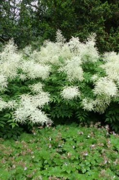 Goat's Beard (Aruncus Dioicus) - 1 Gallon Pot -Cheap US Topiary Plant Store aruncus dioicus goats beard 9