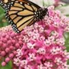 Cinderella Swamp Milkweed (Asclepias Incarnata) - 1 Gallon Pot