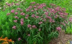 Cinderella Swamp Milkweed (Asclepias Incarnata) - 1 Gallon Pot -Cheap US Topiary Plant Store asclepias incarnata cinderella swamp milkweed 12