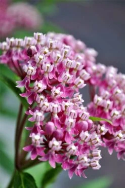 Cinderella Swamp Milkweed (Asclepias Incarnata) - 1 Gallon Pot -Cheap US Topiary Plant Store asclepias incarnata cinderella swamp milkweed 13