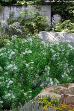 White Whorled Milkweed (Asclepias Verticillata) - 1 Gallon Pot -Cheap US Topiary Plant Store asclepias verticillata white whorled milkweed 12