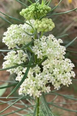 White Whorled Milkweed (Asclepias Verticillata) - 1 Gallon Pot -Cheap US Topiary Plant Store asclepias verticillata white whorled milkweed 5