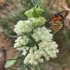 White Whorled Milkweed (Asclepias Verticillata) - 1 Gallon Pot
