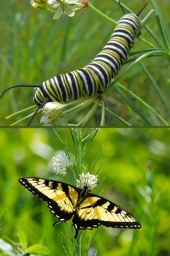 White Whorled Milkweed (Asclepias Verticillata) - 1 Gallon Pot -Cheap US Topiary Plant Store asclepias verticillata white whorled milkweed 7