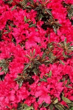 Arctic Rose Azalea - 3 Gallon Pot -Cheap US Topiary Plant Store azalea arctic rose 3