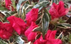 Arctic Rose Azalea - 3 Gallon Pot -Cheap US Topiary Plant Store azalea arctic rose 4