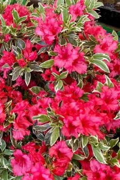 Arctic Rose Azalea - 3 Gallon Pot -Cheap US Topiary Plant Store azalea arctic rose 5