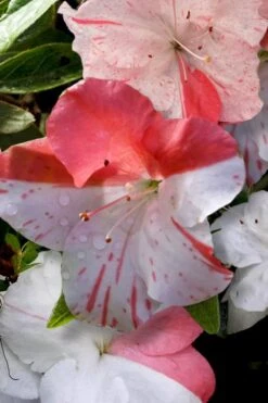 Astronaut Azalea - 2.5 Quart Pot -Cheap US Topiary Plant Store azalea astronaut 4