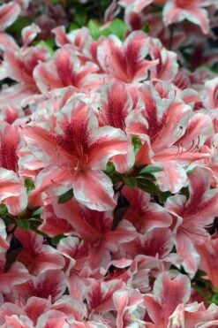Ben Morrison Azalea - 2 Gallon Pot -Cheap US Topiary Plant Store azalea ben morrison 1 1