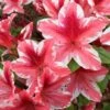 Ben Morrison Azalea - 2 Gallon Pot