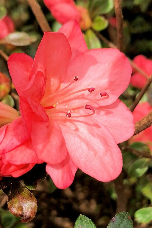 Blaauw's Pink Azalea - 3 Gallon Pot 5 Blaauw's Pink Azalea - 3 Gallon Pot - Image 5