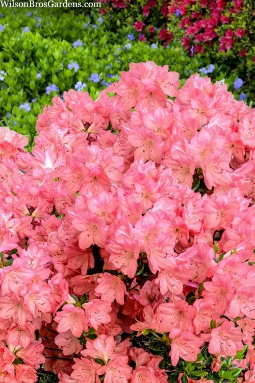 Blaauw's Pink Azalea - 3 Gallon Pot 6 Blaauw's Pink Azalea - 3 Gallon Pot - Image 6