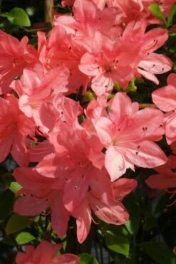 Blaauw's Pink Azalea - 3 Gallon Pot 9 Blaauw's Pink Azalea - 3 Gallon Pot -Cheap US Topiary Plant Store azalea blaauws pink 6
